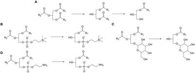 Lipidomic insights into the reaction of baking lipases in <mark class="highlighted">cake</mark>s